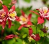 AQUILEGIA MIX